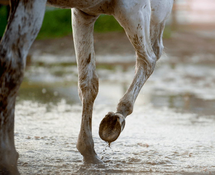 cro&ucirc;tes cheval gale de boue